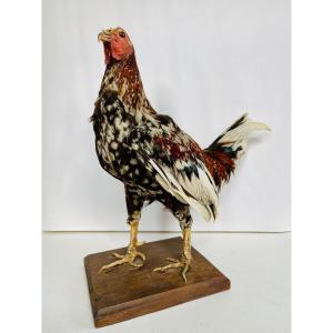 Taxidermy Of A Rooster